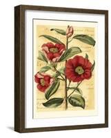 French Camelia-Samuel Curtis-Framed Art Print