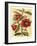 French Camelia-Samuel Curtis-Framed Art Print