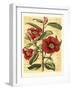 French Camelia-Samuel Curtis-Framed Art Print