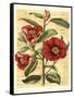 French Camelia-Samuel Curtis-Framed Stretched Canvas
