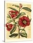 French Camelia-Samuel Curtis-Stretched Canvas