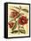 French Camelia-Samuel Curtis-Framed Stretched Canvas