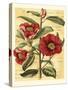French Camelia-Samuel Curtis-Stretched Canvas