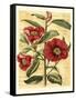 French Camelia-Samuel Curtis-Framed Stretched Canvas