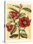 French Camelia-Samuel Curtis-Stretched Canvas