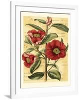 French Camelia-Samuel Curtis-Framed Art Print