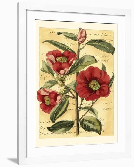 French Camelia-Samuel Curtis-Framed Art Print