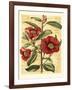 French Camelia-Samuel Curtis-Framed Art Print