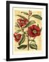 French Camelia-Samuel Curtis-Framed Art Print