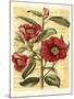 French Camelia-Samuel Curtis-Mounted Art Print