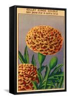 French Carnation of India Seed Packet-null-Framed Stretched Canvas