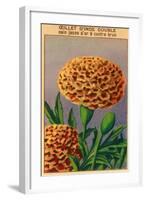 French Carnation of India Seed Packet-null-Framed Art Print