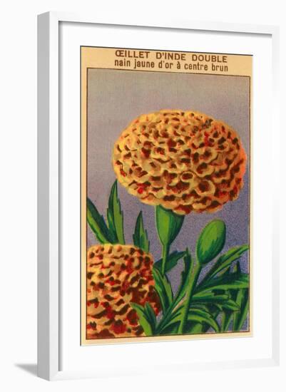 French Carnation of India Seed Packet-null-Framed Art Print