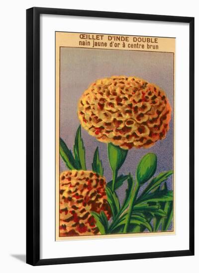 French Carnation of India Seed Packet-null-Framed Art Print