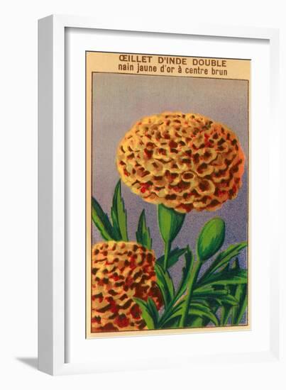 French Carnation of India Seed Packet-null-Framed Art Print
