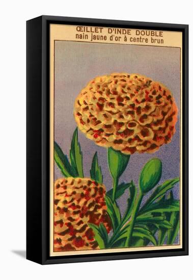 French Carnation of India Seed Packet-null-Framed Stretched Canvas