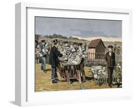 French Chemist and Bacteriologist. Vaccination of Sheep Against Anthrax, Agerville, France, 1884-Prisma Archivo-Framed Photographic Print