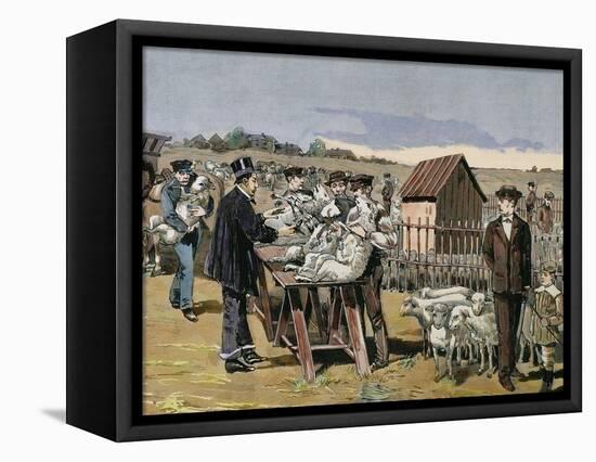 French Chemist and Bacteriologist. Vaccination of Sheep Against Anthrax, Agerville, France, 1884-Prisma Archivo-Framed Stretched Canvas