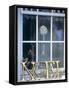 French Christmas Window Decoration-Jean Cazals-Framed Stretched Canvas
