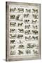 French Cow Chart-Gwendolyn Babbitt-Stretched Canvas