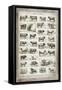 French Cow Chart-Gwendolyn Babbitt-Framed Stretched Canvas