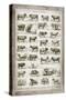 French Cow Chart-Gwendolyn Babbitt-Stretched Canvas