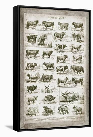 French Cow Chart-Gwendolyn Babbitt-Framed Stretched Canvas