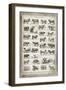 French Cow Chart-Gwendolyn Babbitt-Framed Art Print