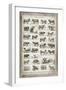 French Cow Chart-Gwendolyn Babbitt-Framed Art Print