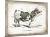 French Cow III-Gwendolyn Babbitt-Mounted Art Print