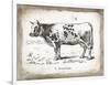 French Cow IV-Gwendolyn Babbitt-Framed Art Print