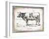 French Cow IV-Gwendolyn Babbitt-Framed Art Print