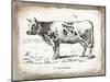 French Cow IV-Gwendolyn Babbitt-Mounted Art Print