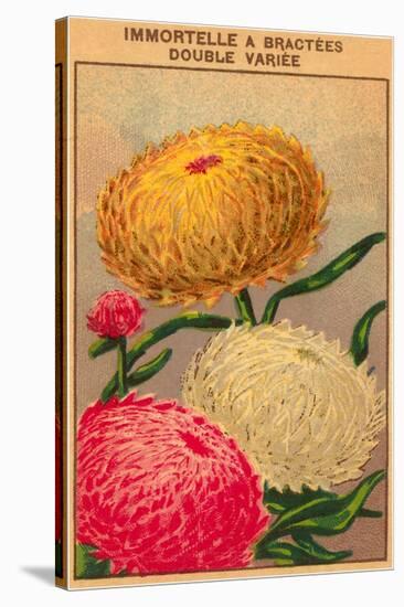 French Dahlia Seed Packet-null-Stretched Canvas