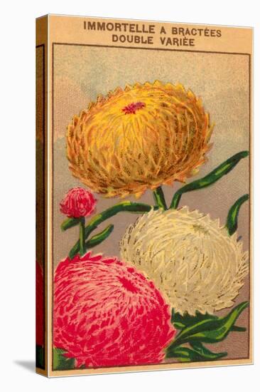 French Dahlia Seed Packet-null-Stretched Canvas