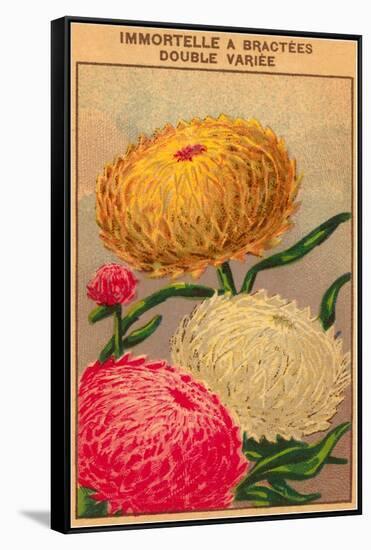 French Dahlia Seed Packet-null-Framed Stretched Canvas