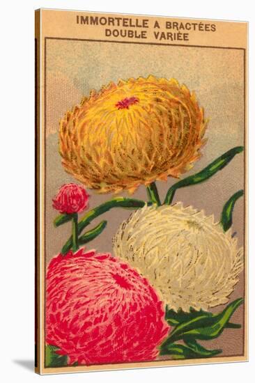 French Dahlia Seed Packet-null-Stretched Canvas
