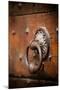 French Door Knocker IV-Erin Berzel-Mounted Photographic Print