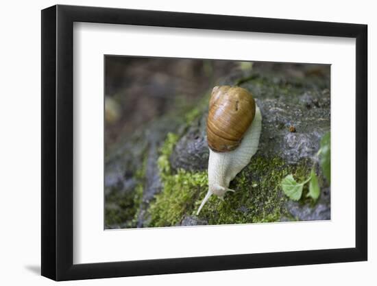 French Escargot, Moss, Stone-Jurgen Ulmer-Framed Photographic Print