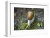 French Escargot, Moss, Stone-Jurgen Ulmer-Framed Photographic Print