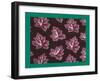 French Fabrics, 1800-50-null-Framed Giclee Print