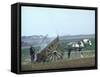 French Farmer Laying Compost on His Field from a Cart Drawn by a Percheron Horse-Loomis Dean-Framed Stretched Canvas