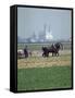 French Farmer Laying Fertilizer on His Field with a Team of Percheron Horses-Loomis Dean-Framed Stretched Canvas