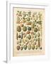 French Fruit Chart-Gwendolyn Babbitt-Framed Art Print