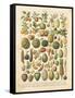 French Fruit Chart-Gwendolyn Babbitt-Framed Stretched Canvas