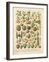 French Fruit Chart-Gwendolyn Babbitt-Framed Art Print