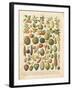 French Fruit Chart-Gwendolyn Babbitt-Framed Art Print