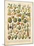 French Fruit Chart-Gwendolyn Babbitt-Mounted Art Print