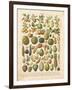 French Fruit Chart-Gwendolyn Babbitt-Framed Art Print