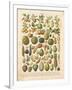 French Fruit Chart-Gwendolyn Babbitt-Framed Art Print